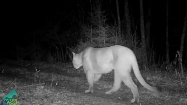 Cougar in Voyageurs national park