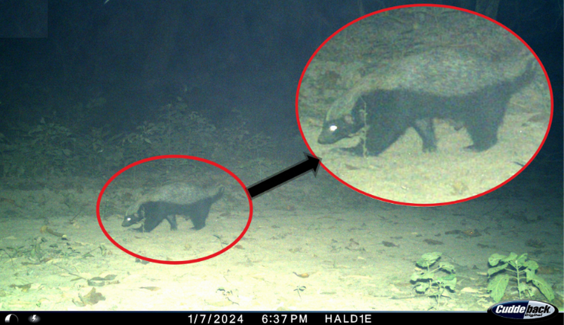 Honey badger trail cam India