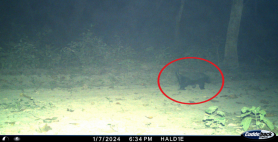 Honey badger trail cam india 2