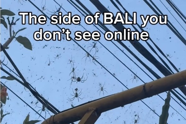 bali is covered in cobwebs and giant spiders