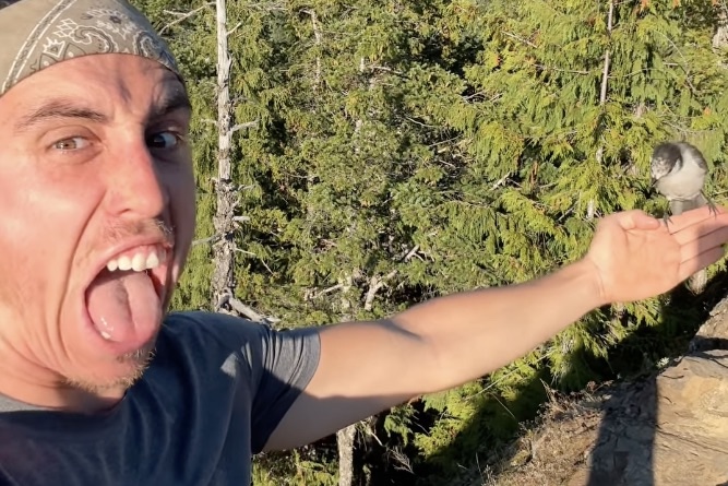 bird lands on hiker's arm video