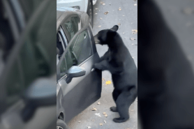 black bear opened car door