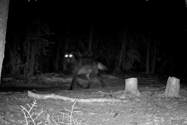 black wolf trail cam