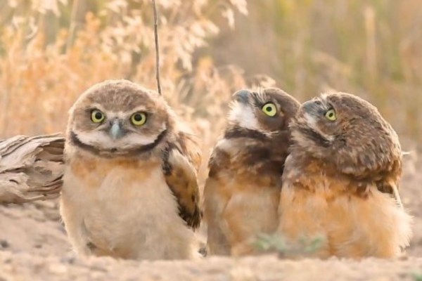 burrowing owl gets twig stuck in wing