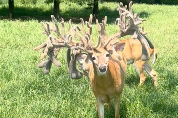 chandelier deer antlers