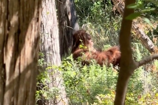 TikTok clearest bigfoot footage yet