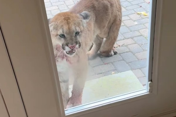 cougar stalks family