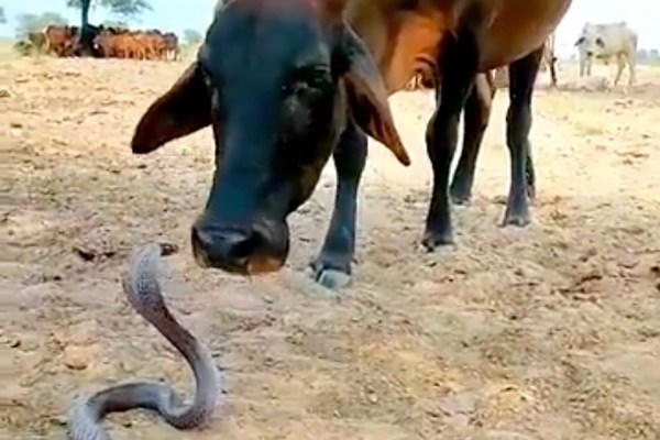 cow cobra video