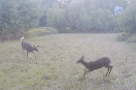 deer playing tag