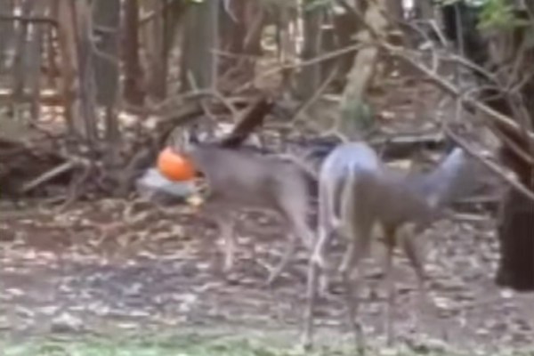 deer stuck plastic pumpkin