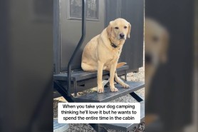 dog camping video