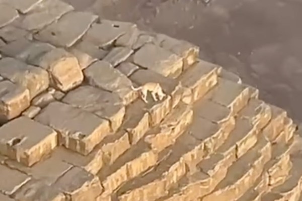 dog on top of giza pyramid