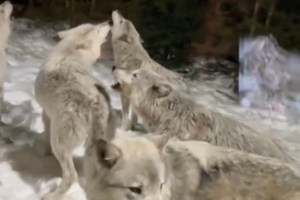 howling wolves cabin in canada