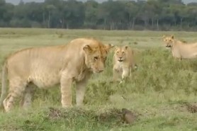 lions mongoose video