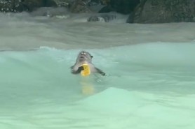 monkey eating fruit in waves thailand