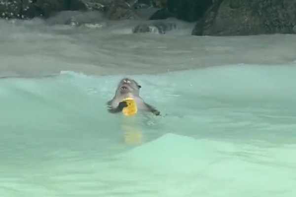 monkey eating fruit in waves thailand