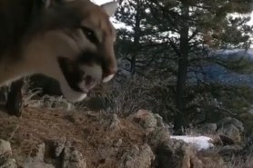 mountain lion chirps like bird