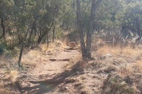 mountain lion hunts deer big bend