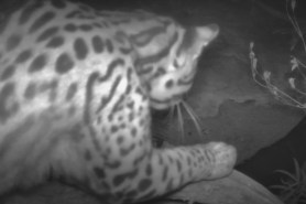 ocelot on trail cam arizona