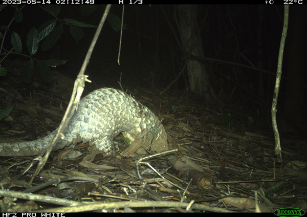 pangolin trail cam