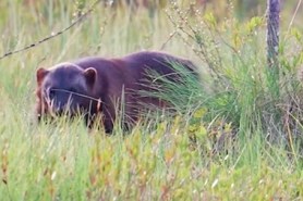 photographer films rare wolverine