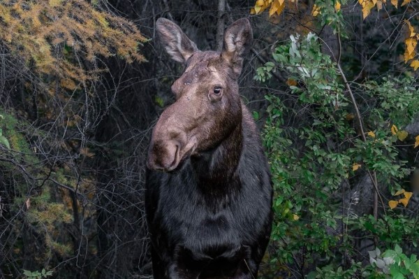 picturesque moose photo