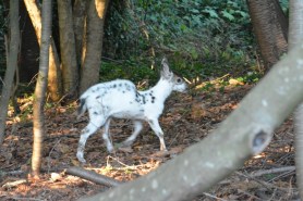 piebald deer fawn salem 2