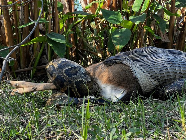 python eats deer