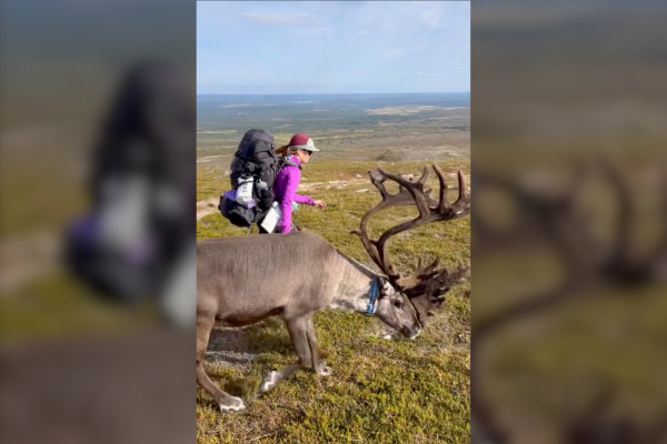 reindeer hike finland video