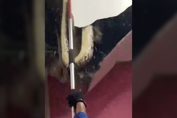 snakes crash through ceiling