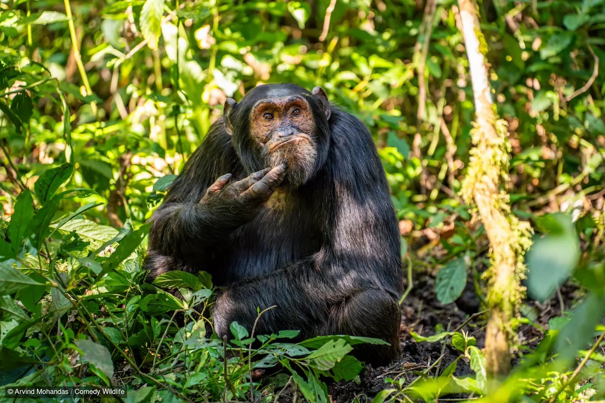 the contemplative chimpanzee