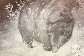 thicc boi black bear colorado