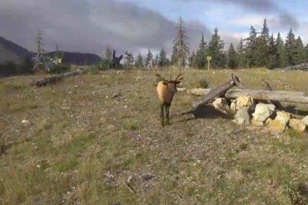 thicc elk fall