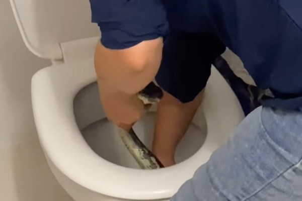 toilet python australia video