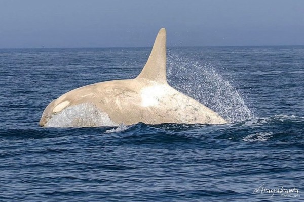 white orca