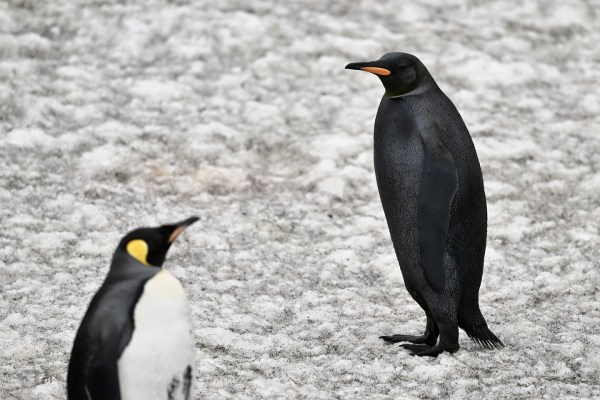 all black gothic penguin