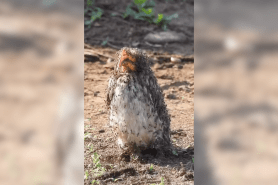 ants swarming bird