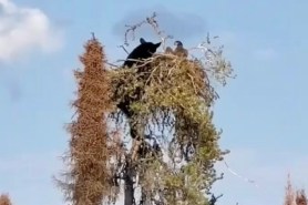 bear climbs tree eagle nest