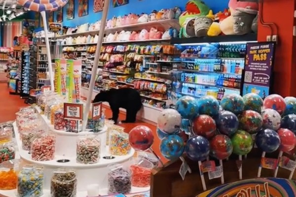 bear in a candy shop