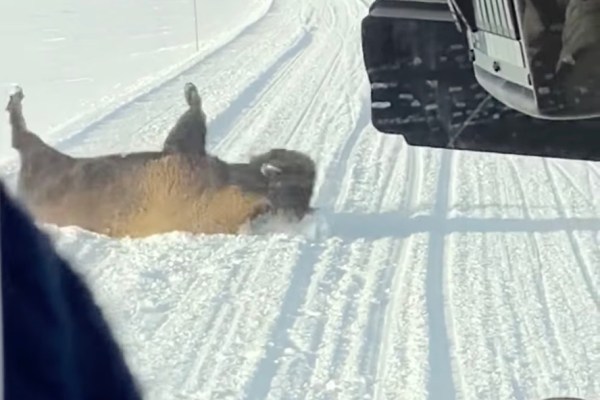 bison tantrum yellowstone