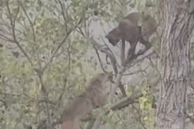 bobcat coyote battle in tree