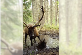 bull elk mud