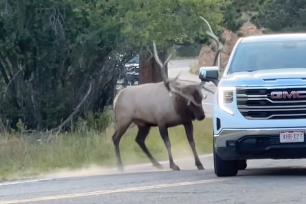 bull elk vs. truck colorado