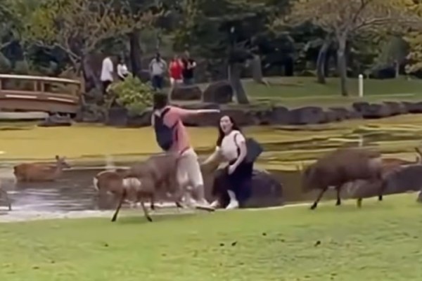 deer rams tourist