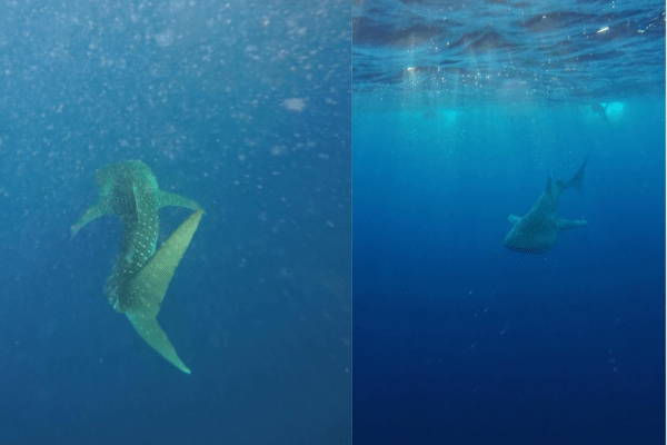 diver wins 'diver's lottery' whale shark