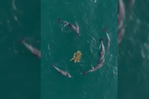 dolphins surround turtle video