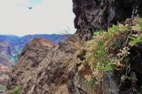 drone collects flower new species