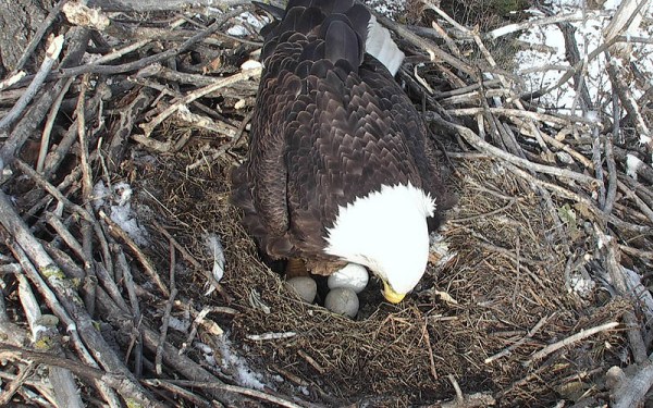 eagle nest cam