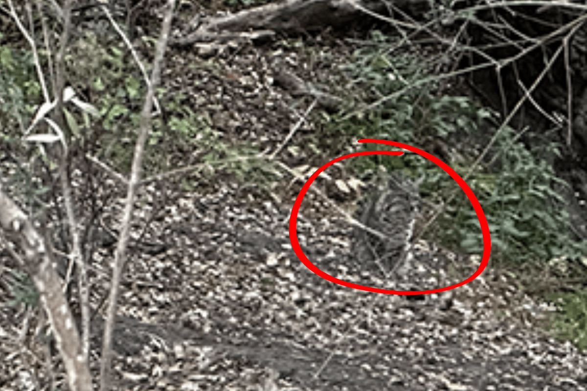 There's a Bobcat Hiding in Plain Sight. Can You Find It?