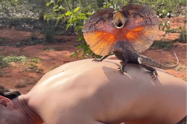 freaky lizard climbs man in australia